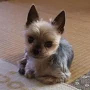 キーちゃんの画像