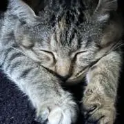 陸