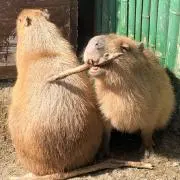 かっつの画像