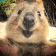 クオッカ