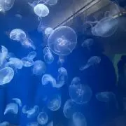 愛