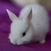 Bunnyの画像