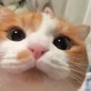 o(^・x・^)oの画像