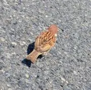 ひものの画像
