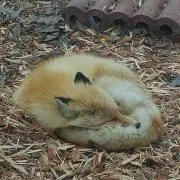 ローの画像