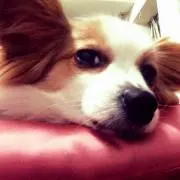 スーの画像