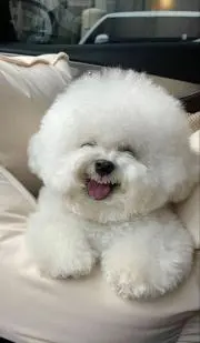 おはなの画像