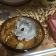 押し入れちゃん