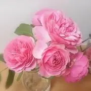 ジャファーの画像