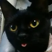 心愛