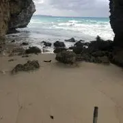 タクの画像