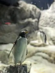 せいの画像