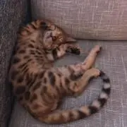 みい
