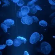 か。の画像