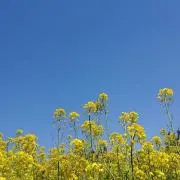 hiの画像