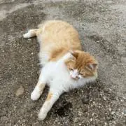satomi