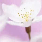 さくら