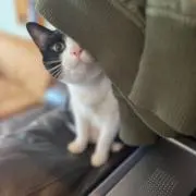 ノッパーの画像