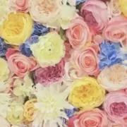 ふじこの画像