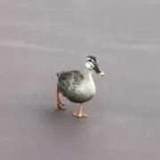 BRの画像