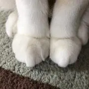しらすの画像