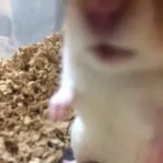 まこそ(プロフ必読)の画像