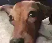 べるりんの画像