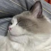 HAOの画像