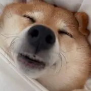 丸皿の画像