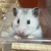 ぽちゃの画像