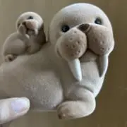 吉田 プックの画像