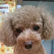 にしやんの画像
