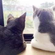 ymt mmの画像