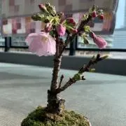 nobuの画像