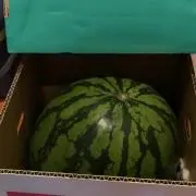 3級審判の画像