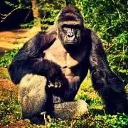 Gorillaの画像