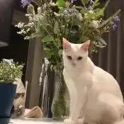 マリの画像