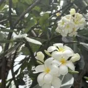 t@nの画像
