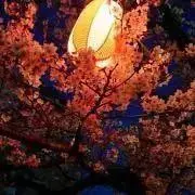 零夜　プロフ一部必読の画像