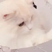 ✦