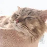 らこ