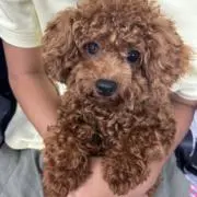 レモンちゃんの画像