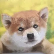 RCk