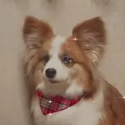 キクリンの画像
