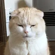 ななとんの画像