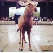 りく