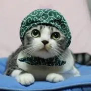 Misoの画像