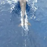 しゃぼんだまの画像