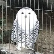 ぽっつの画像