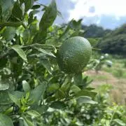 ブロの画像
